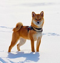 Yuki, la nostra Shiba Inu, fedele compagna di viaggio alle Cascate di Calandula - Angola